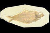 Detailed Fossil Fish (Knightia) - Wyoming #126482-1